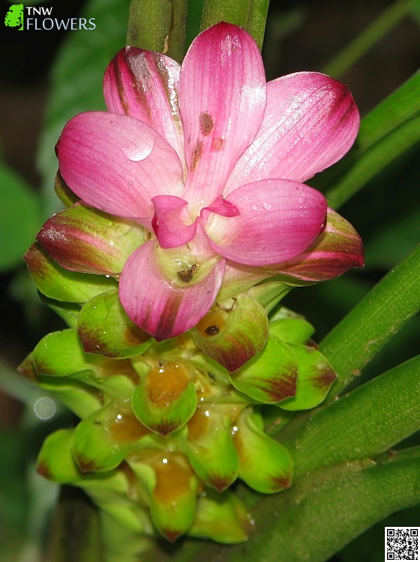 Black Turmeric